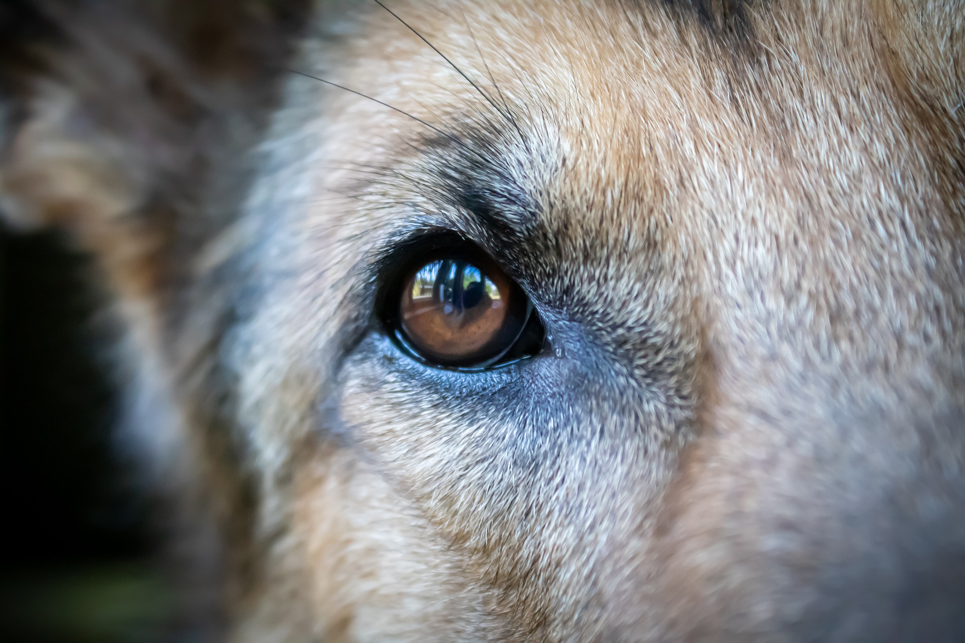 Łzawienie oczu psa może być spowodowane urazem mechanicznym lub chorobami oczu.